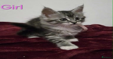 Maine Coon cats - Advert 5