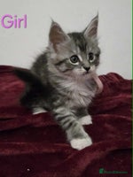 Maine Coon cats - Advert 2