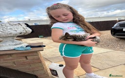 Domestic Shorthair cats for sale: Kittens  - Image 1