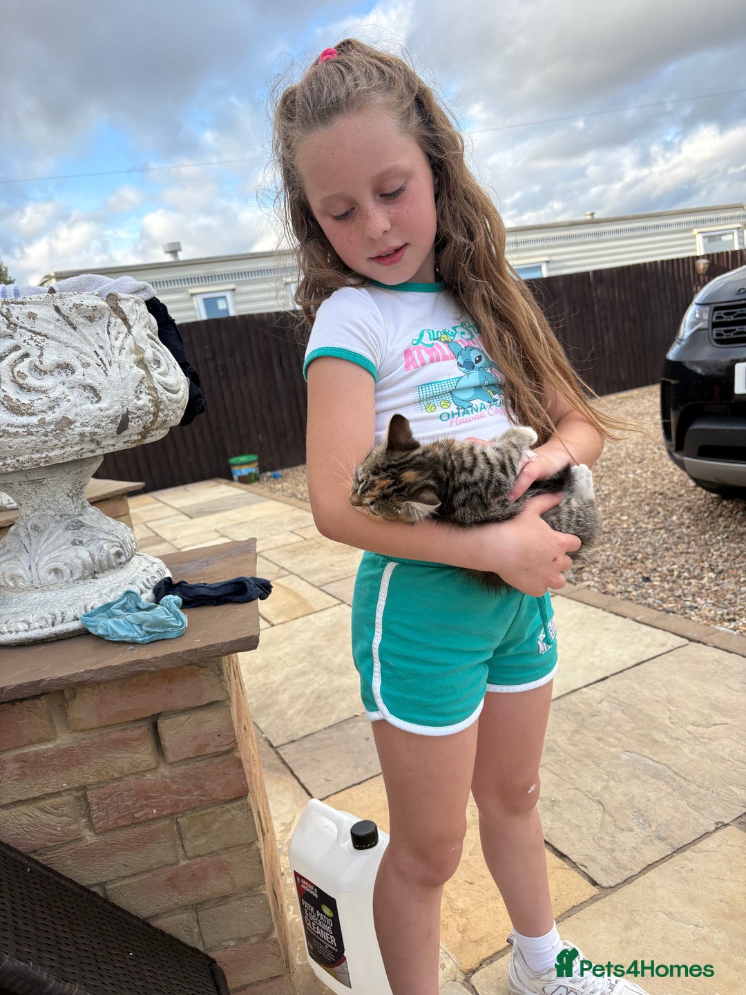 Domestic Shorthair cats for sale: Kittens  - Image 1