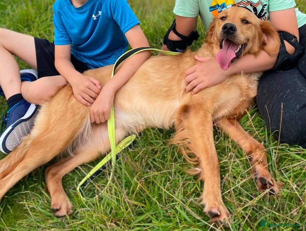 Golden Retriever dogs Beatiful Kc registered golden retriever - Advert 2