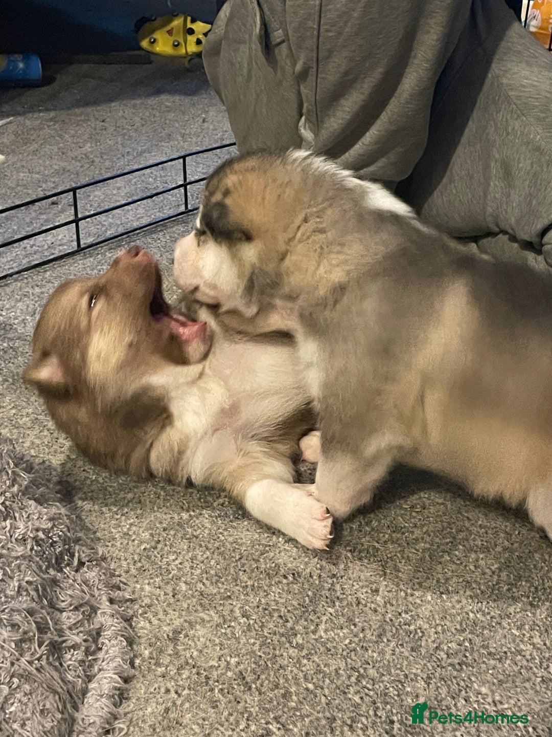 Huskita dogs for sale: Gorgeous huskita puppies for sale - Advert 2