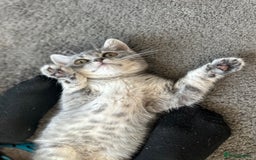 British Shorthair cats for sale: British Shorthair Male blue kitten.  - Image 6