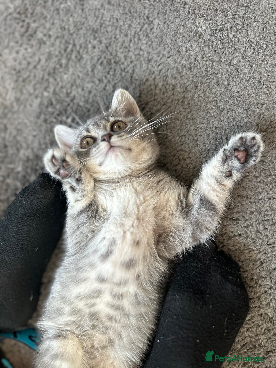 British Shorthair cats for sale: British Shorthair Male blue kitten.  - Image 6
