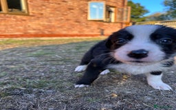 Border Collie dogs for sale: 10 Beautiful Border Collie Puppies - Image 9