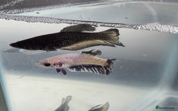 Bettas fish for sale: Broadheath Bettas  - Advert 17