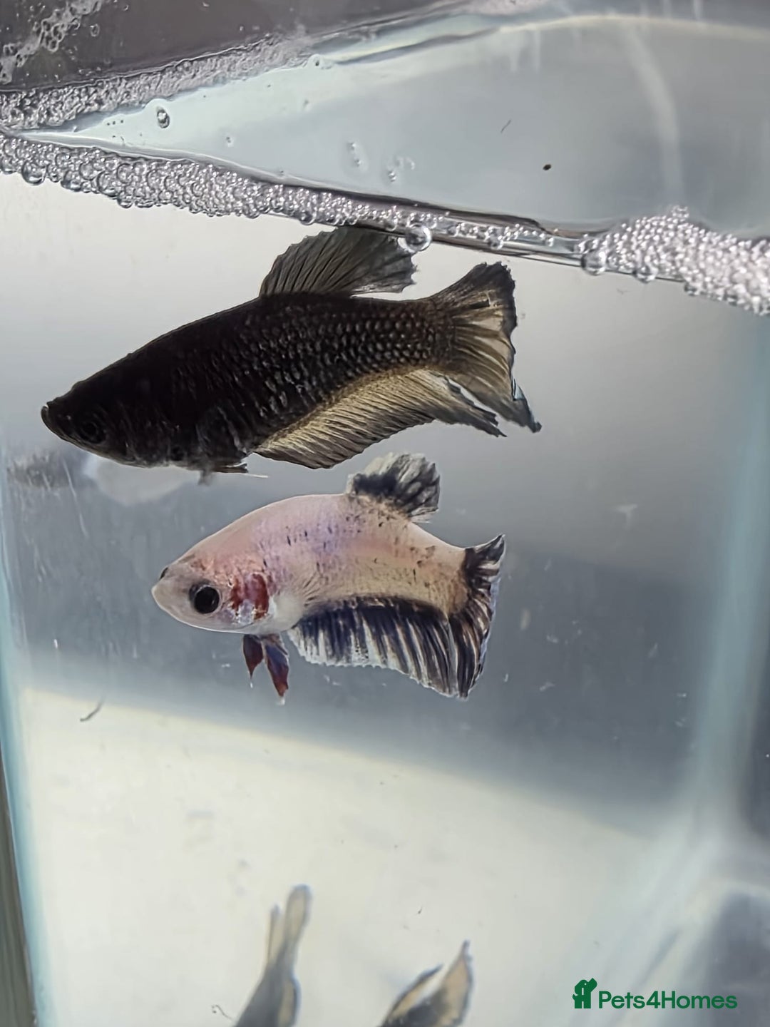Bettas fish for sale: Broadheath Bettas  - Advert 17