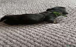 Miniature Dachshund dogs for sale: Stunning litter of 4 KC Reg puppies  - Image 6