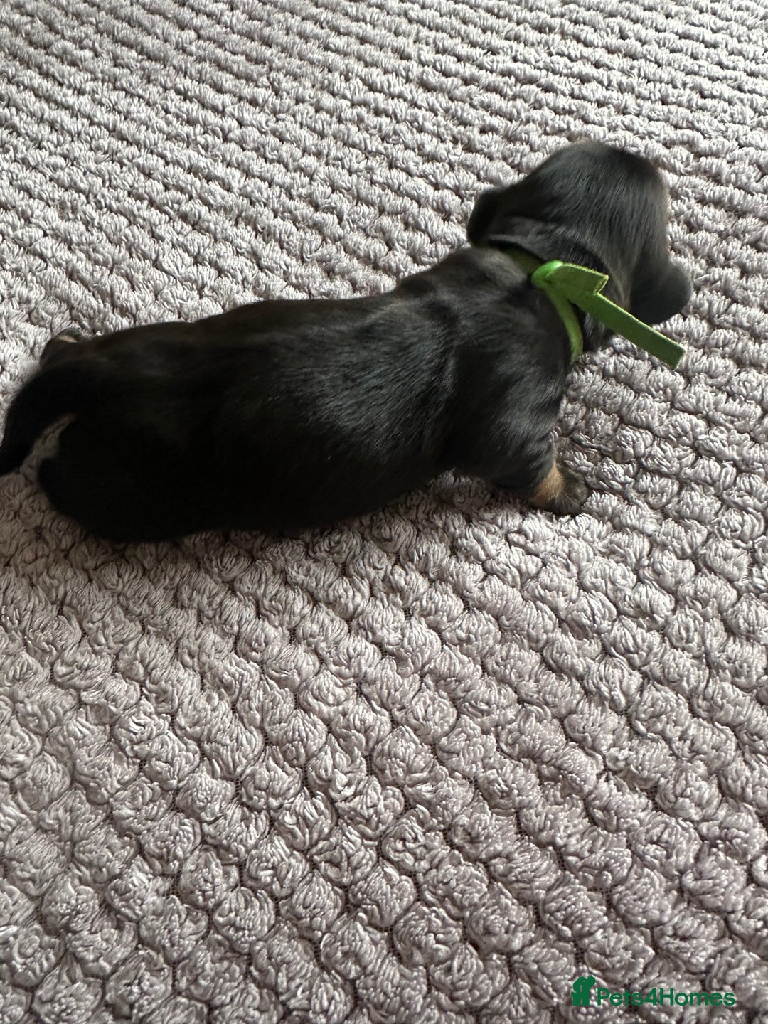 Miniature Dachshund dogs for sale: Stunning litter of 4 KC Reg puppies  - Image 6