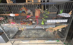 Budgerigars birds for sale: 2 budgies for sale with full set up. - Image 3