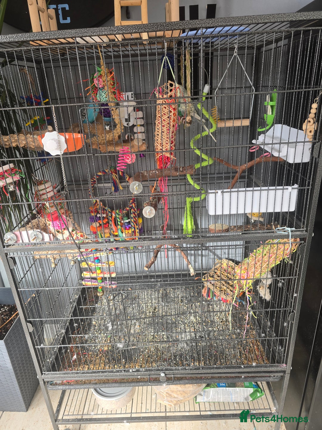 Budgerigars birds for sale: 2 budgies for sale with full set up. - Image 3
