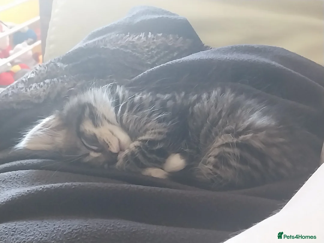 Mixed Breed cats for sale: Mixed breed female - Advert 4