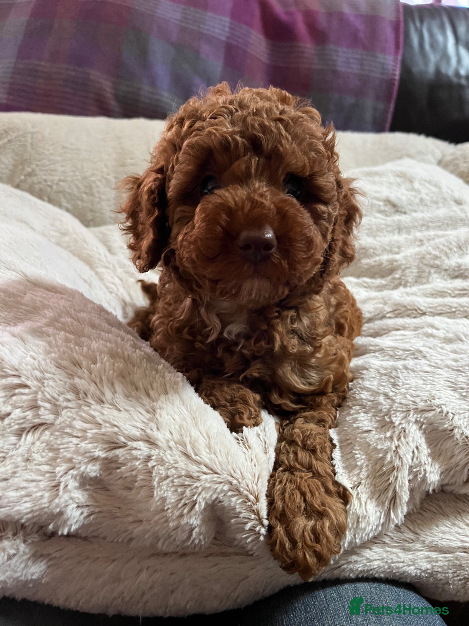 Cavapoochon dogs Cavapoochon puppies  - Advert 1