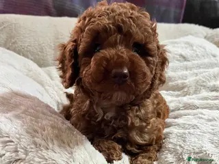 Cavapoochon dogs for sale: Cavapoochon puppies - Advert 1