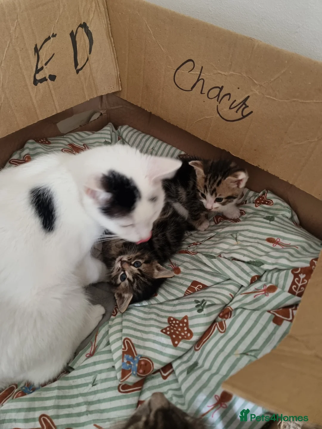 Mixed Breed cats for sale: Kittens  in Stoke-on-Trent - Advert 4