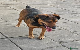 Mixed Breed dogs for adoption: 💙🐶 STAS 🐶💙 - Image 9
