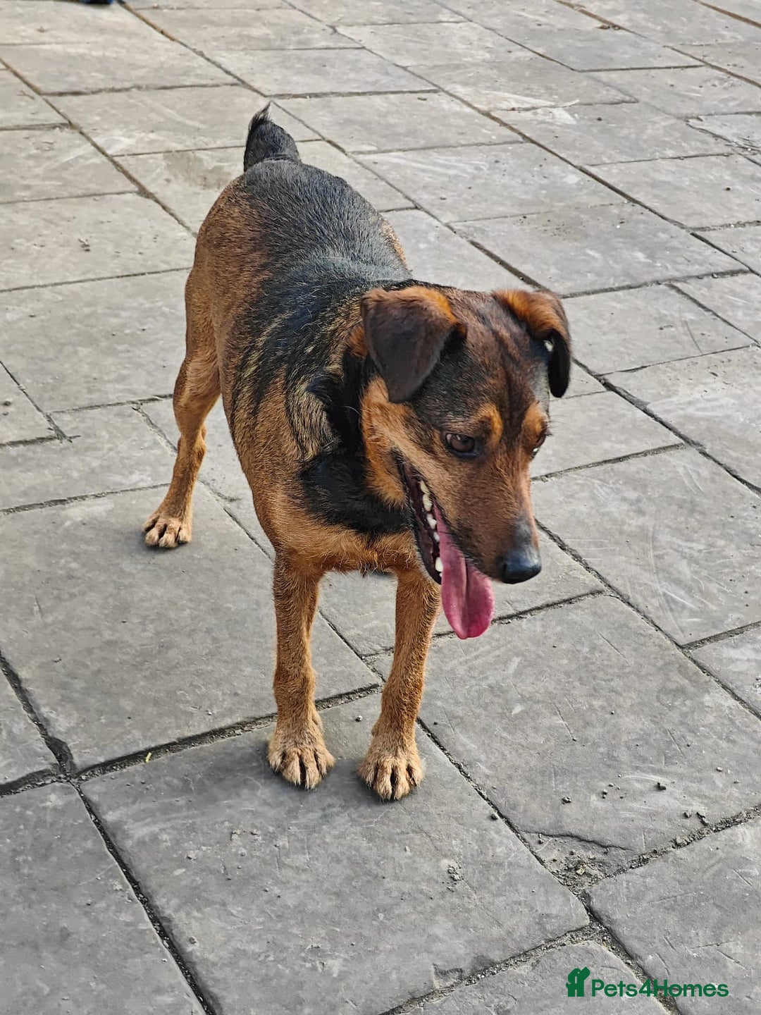 Mixed Breed dogs for adoption: 💙🐶 STAS 🐶💙 - Image 9