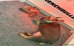 French Bulldog dogs for sale: French Bulldog Puppies - Image 1