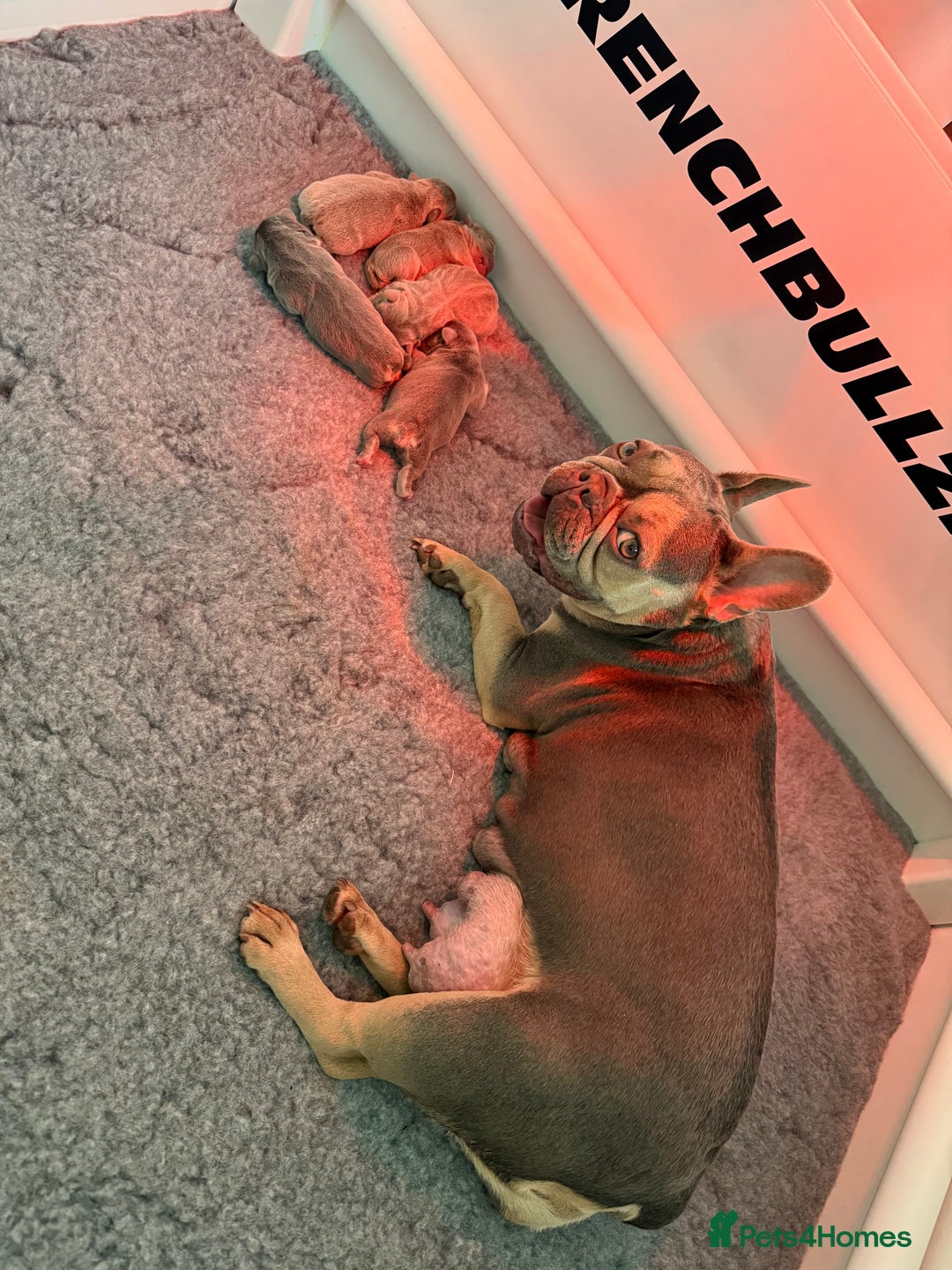 French Bulldog dogs for sale: French Bulldog Puppies - Image 1