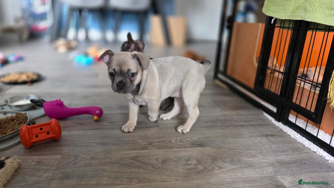 Mixed Breed dogs for sale: Frenchie x Chihuahua puppies - Image 4