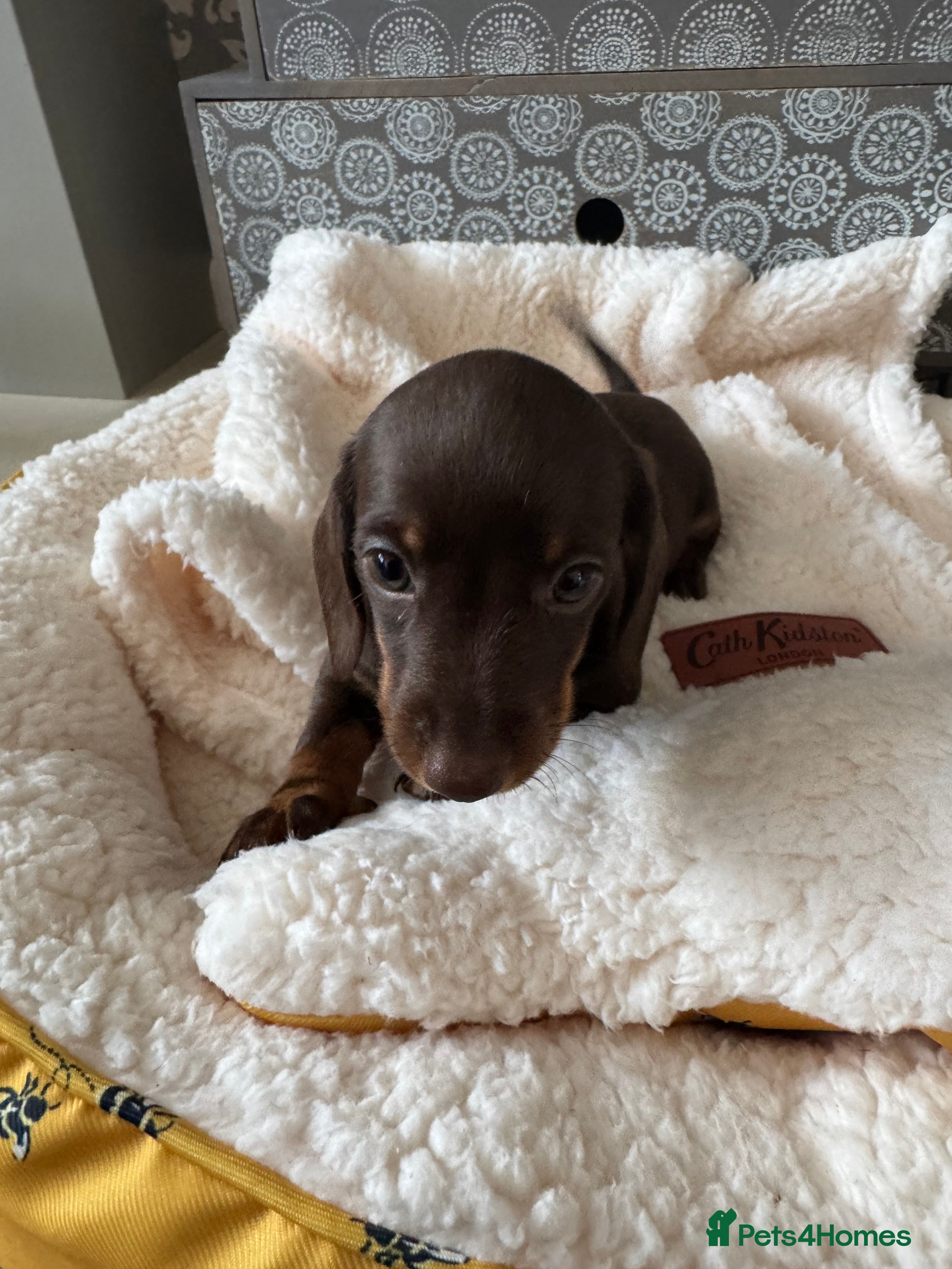 Miniature Dachshund dogs Miniature smooth haired dachshund  - Advert 2