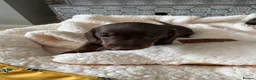 Miniature Dachshund dogs for sale: Miniature smooth haired dachshund  - Advert 2