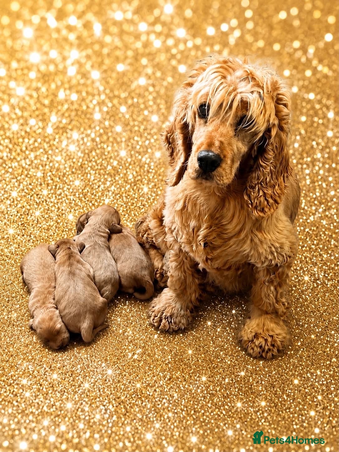 Cockapoo dogs Beautiful cockerpoo puppies for sale  - Advert 1