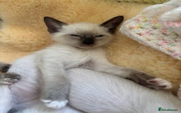 Ragdoll cats for sale: Ragdoll x Oriental kittens  - Image 17