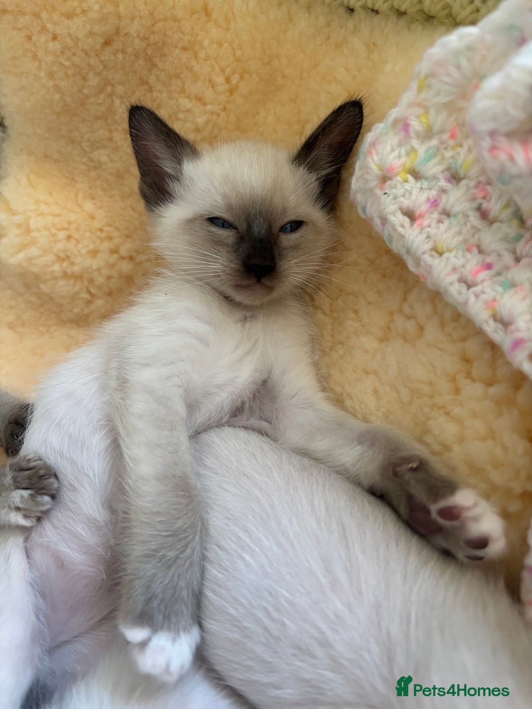 Ragdoll cats for sale: Ragdoll x Oriental kittens  - Image 17