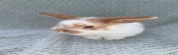 Mini Lop rabbits for sale: Wonderful mini lop kits  - Advert 3
