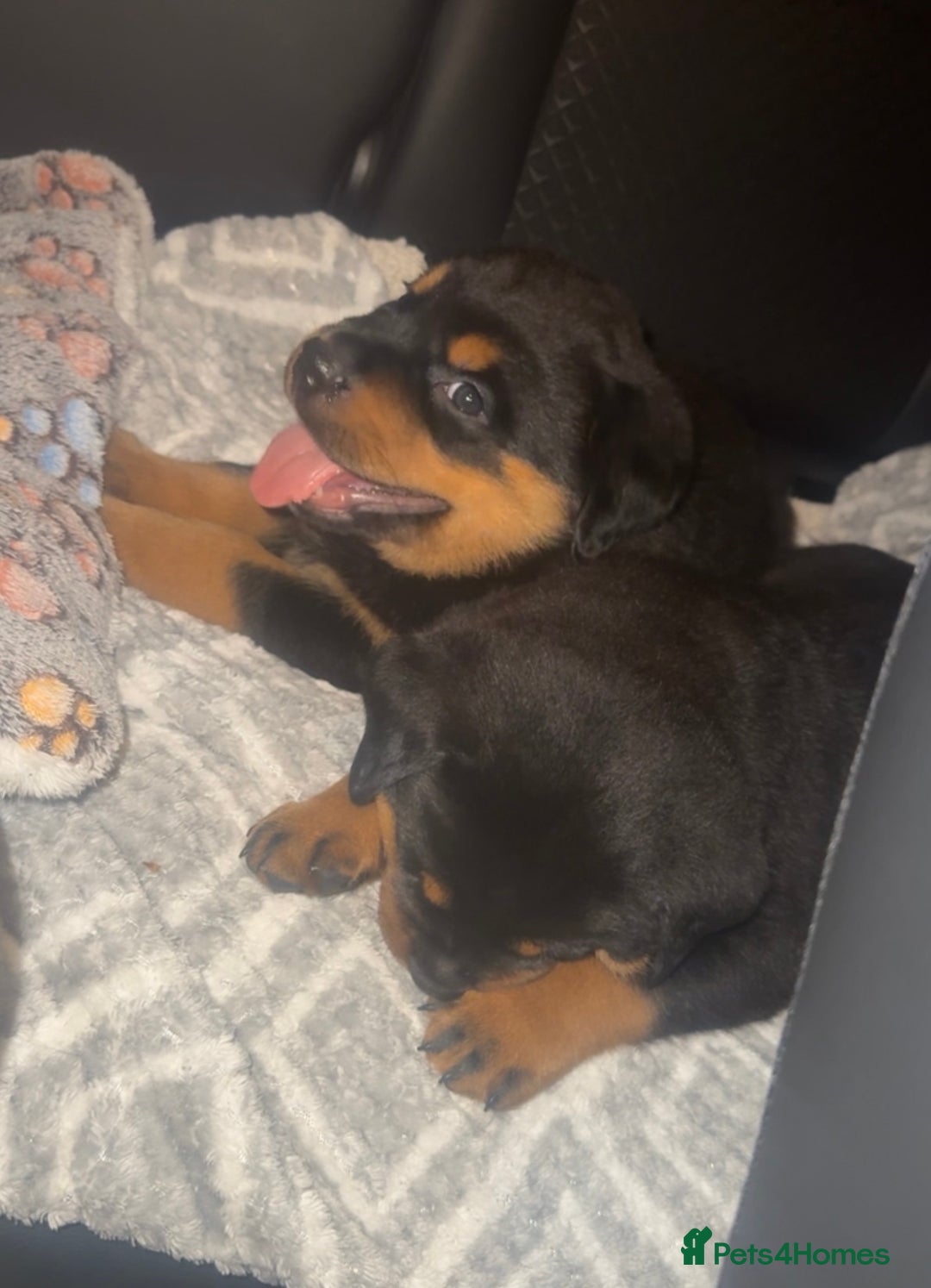 Rottweiler dogs for sale: 9 beautiful Rottweiler puppies for sale  - Advert 4