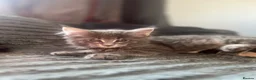 Maine Coon cats for sale: READY NOW!, mainecoon kittens - Advert 19