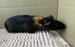 Guinea Pig rodents for sale: Young Guinea pigs  - Image 5