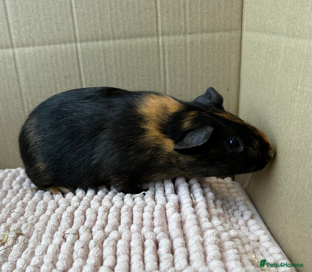 Guinea Pig rodents for sale: Young Guinea pigs  - Image 5