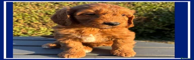 Cockapoo 4