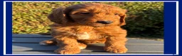 Cockapoo dogs for sale: ONLY 1  left!  F1  KC  FOX RED COCKAPOOS - Advert 15