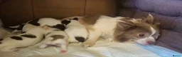 Chihuahua dogs for sale: Full pedigree long coat chihuahua lilac/chocolate - Advert 10