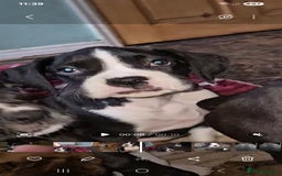 Boxer dogs for sale: READY NOW Kc reg sealed brindle fully vac  - Image 22