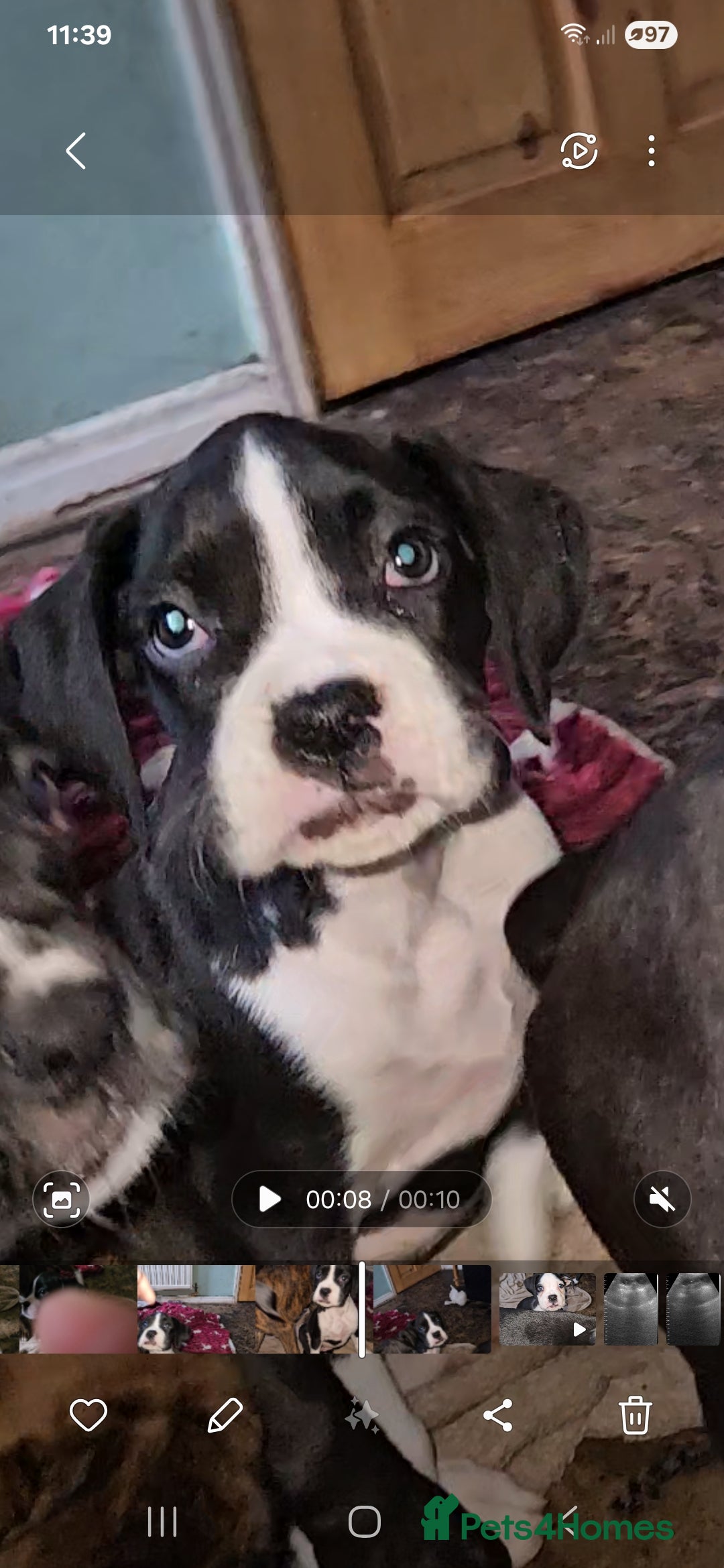 Boxer dogs for sale: READY NOW Kc reg sealed brindle fully vac  - Image 22