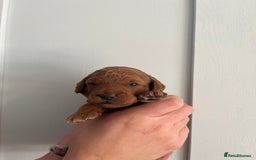 Goldendoodle dogs for sale: Extensively health tested Miniature goldendoodles - Image 11