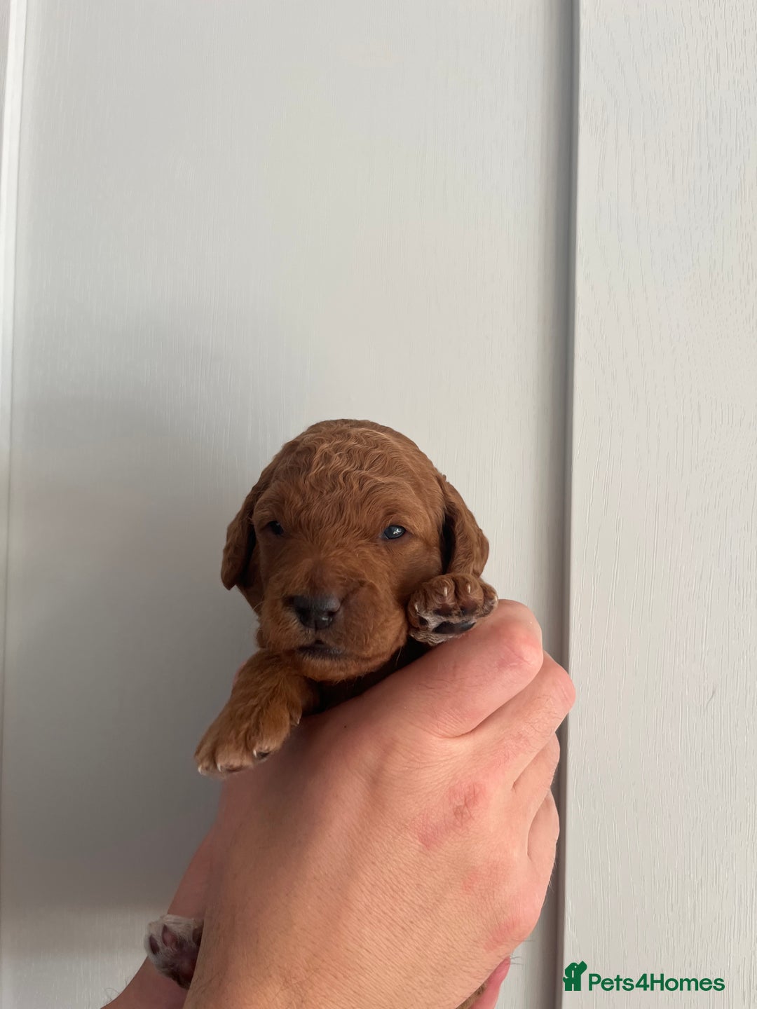 Goldendoodle dogs for sale: Extensively health tested Miniature goldendoodles - Image 11