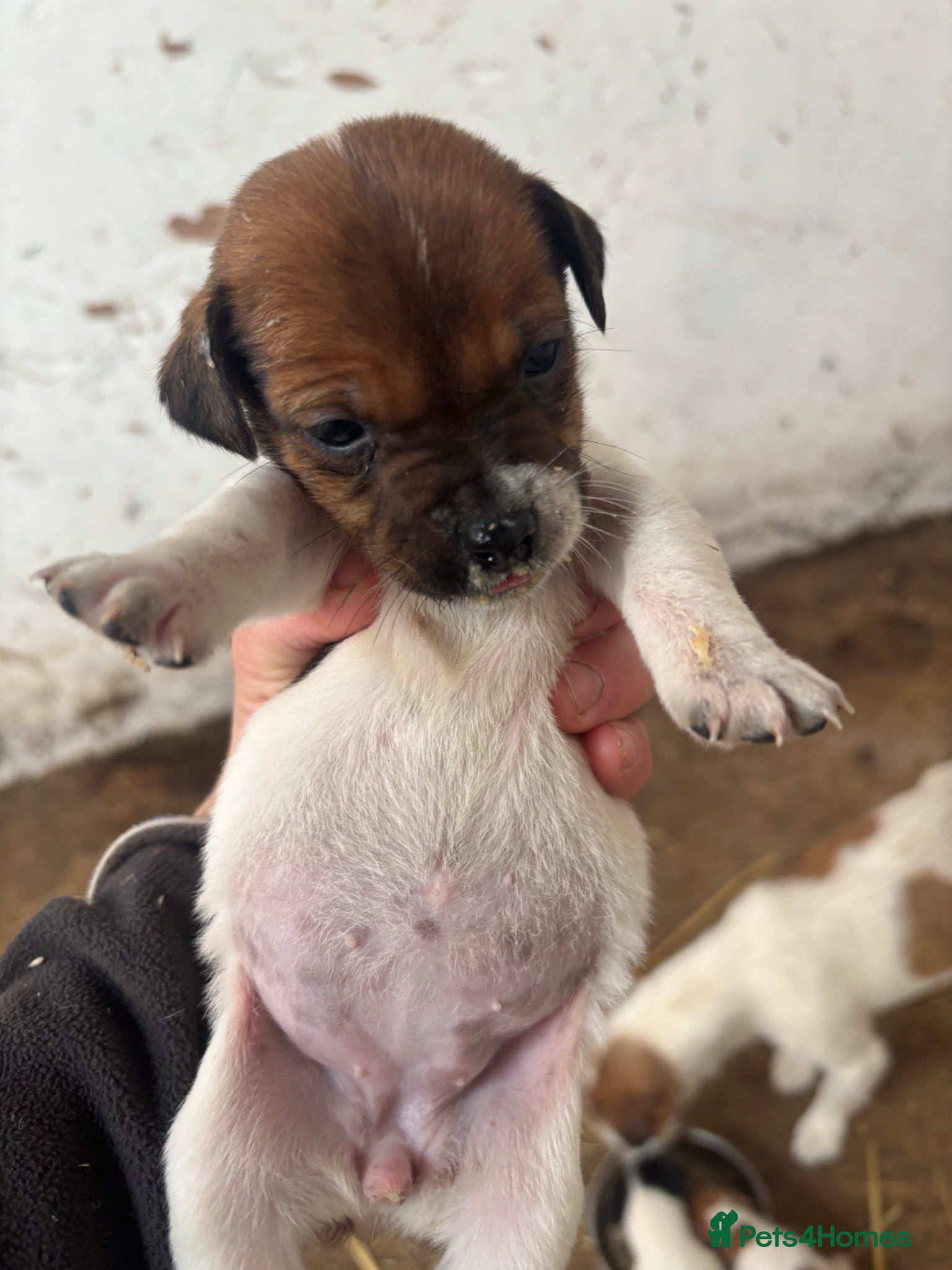 Jack Russell dogs Beautiful litter of jack Russell’s  - Advert 2