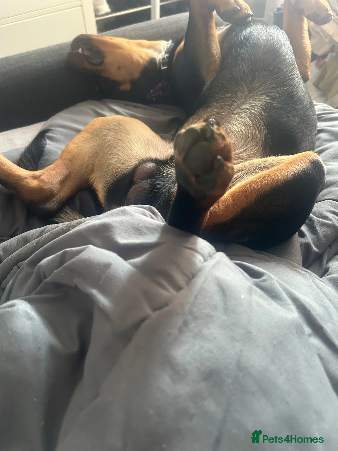 Mixed Breed dogs for sale: Diseal  in Rugby - Advert 3