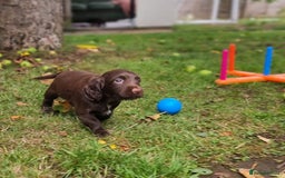 Cocker Spaniel dogs for sale: KC registered cocker spaniels - Image 21
