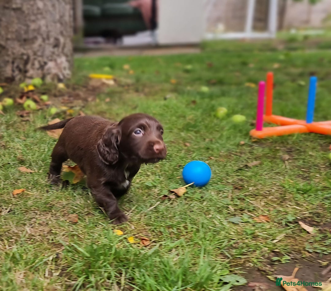 Cocker Spaniel dogs for sale: KC registered cocker spaniels - Image 21