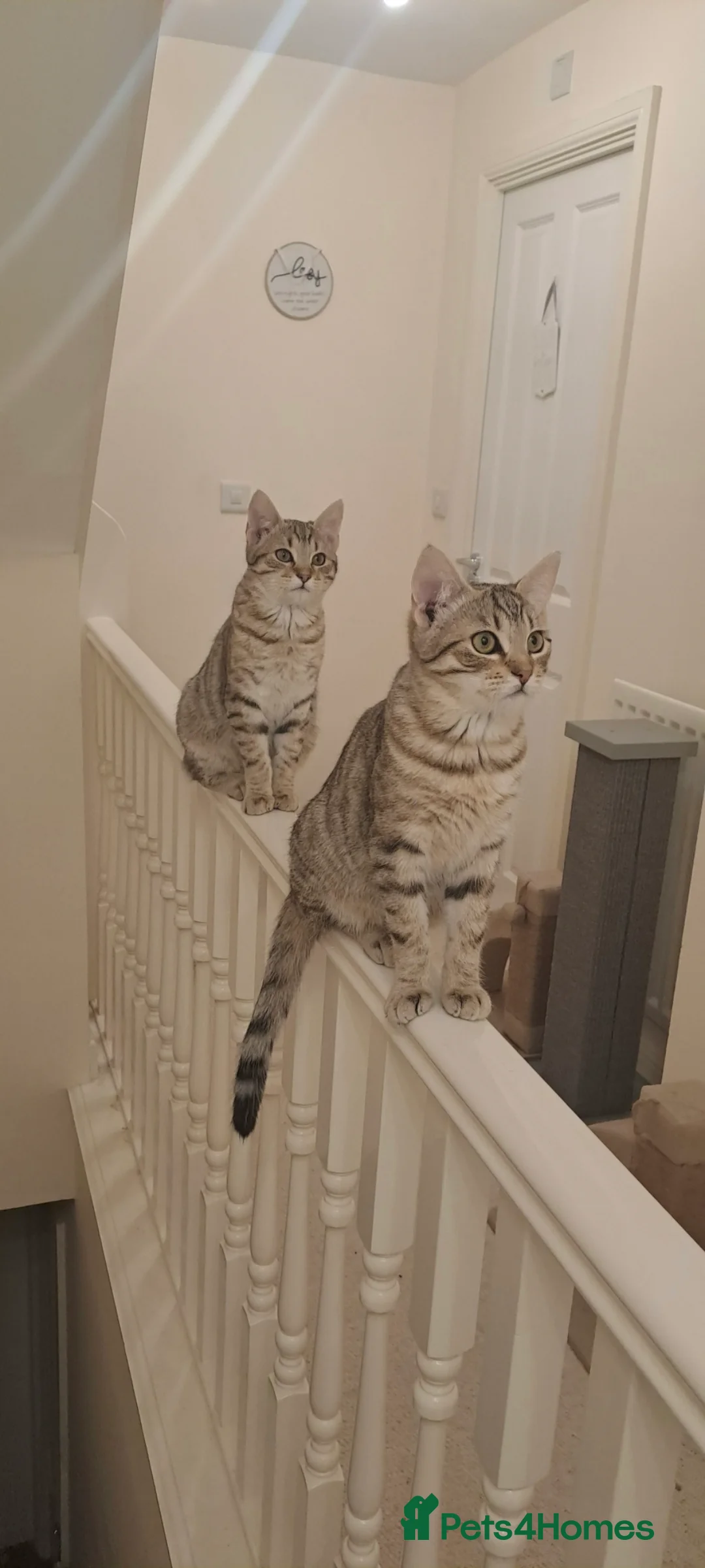 Mixed Breed cats for sale: Quarter Bengal kittens, looking for forever homes  - Advert 14