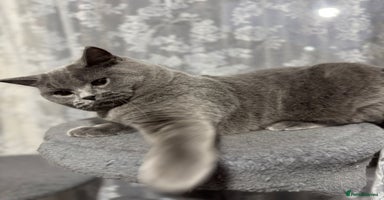 British Shorthair cats - Advert 13