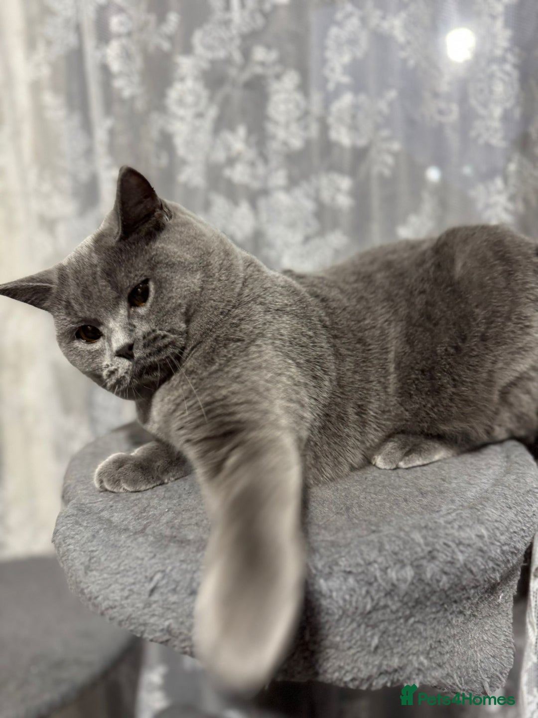 British Shorthair cats for sale: British Shorthair Blue Girls - Image 2