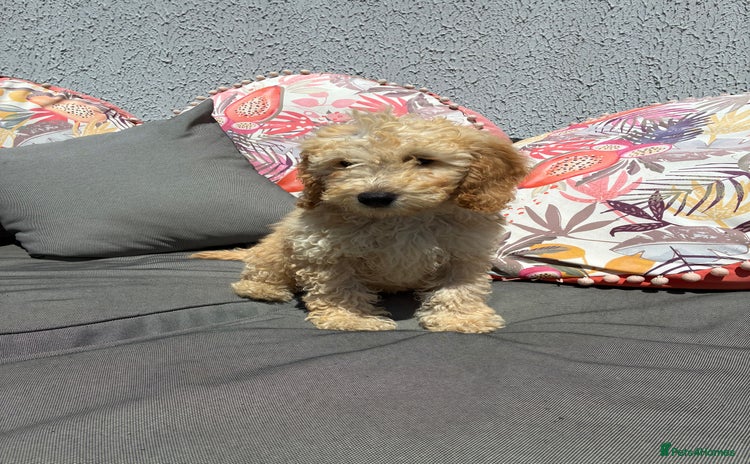 Miniature Poodle dogs - Advert 1