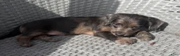 Mixed Breed dogs for sale: Stunning quality Daxipoo pups   - Advert 1